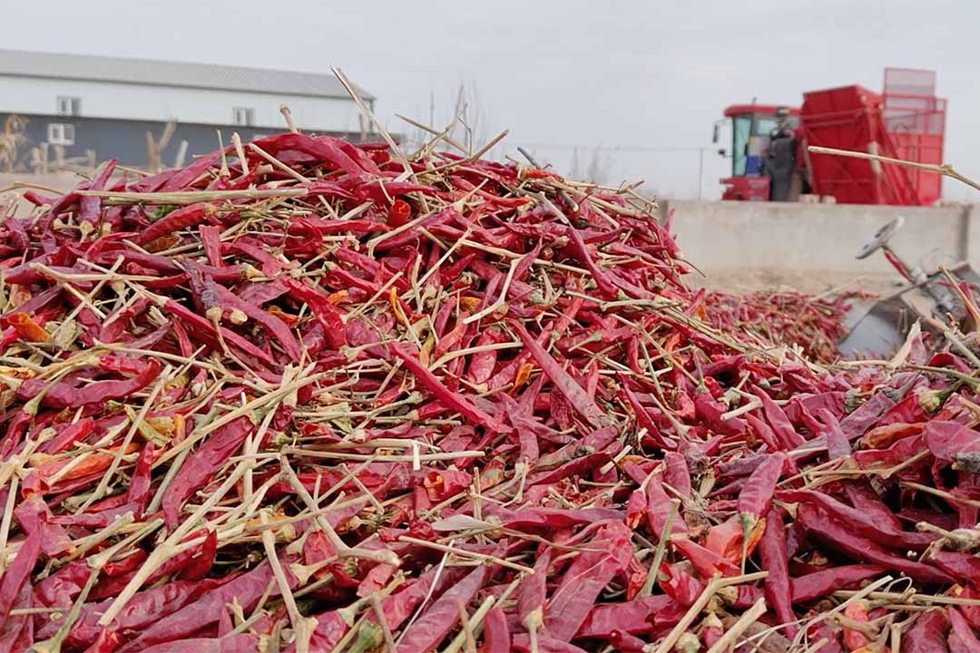 Grotech chili peppers color sorter