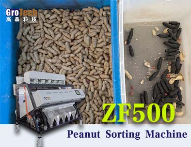 machines de tri d'arachides, solution de tri grotech pour les arachides , arachide

